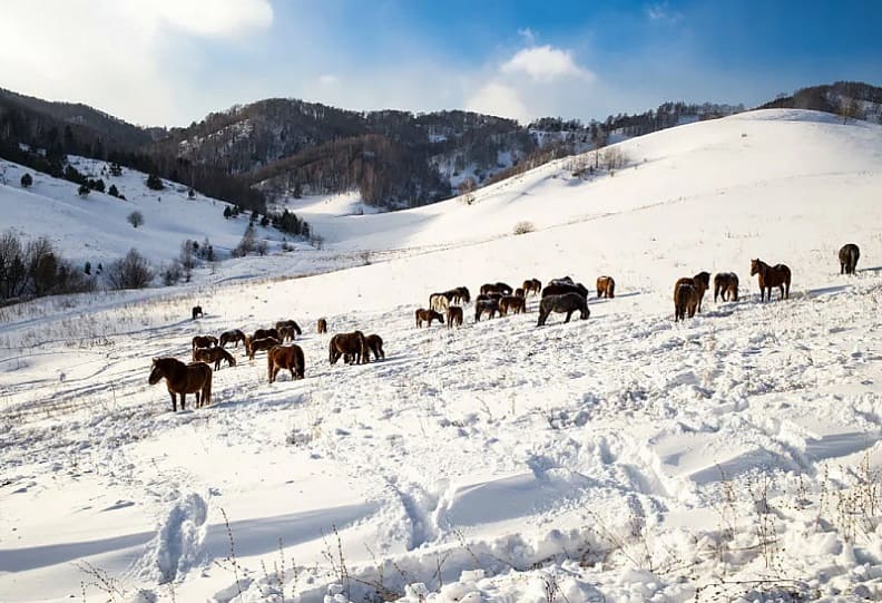 домашний скот не способен найти корм под снегом, в результате чего большое количество животных погибает от голода и холода.
